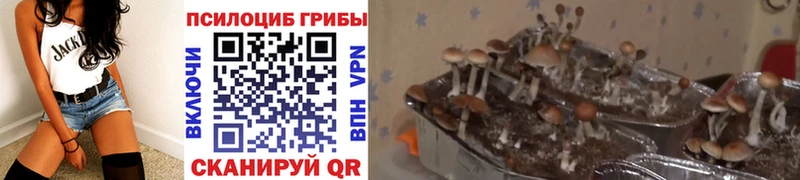 Псилоцибиновые грибы Magic Shrooms  Суворов 